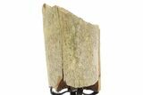 Fossil Triceratops Rib Section w/ Metal Stand - South Dakota #378559-1